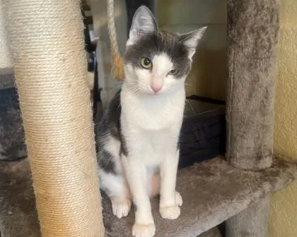 A baby small-sized female Domestic Short Hair cat named Valerie for adoption in San Antonio, TX