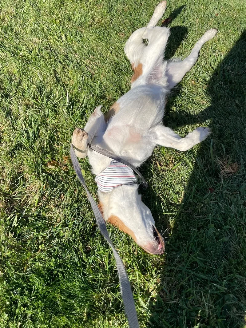 An adult large-sized male Pointer dog named Finn for adoption in Lacon, IL