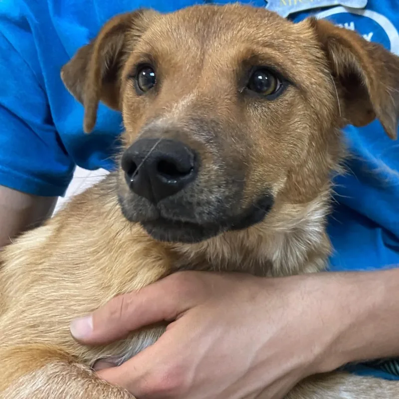A young small-sized female Brown / Chocolate Cattle Dog dog named Persephone Butler Campus! for adoption in Flagstaff, AZ