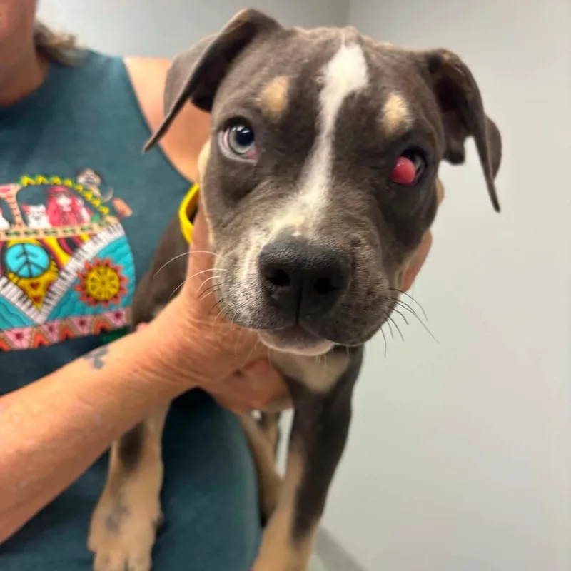 A baby small-sized male Gray / Blue / Silver Pit Bull Terrier dog named (Jack) for adoption in Wichita, KS