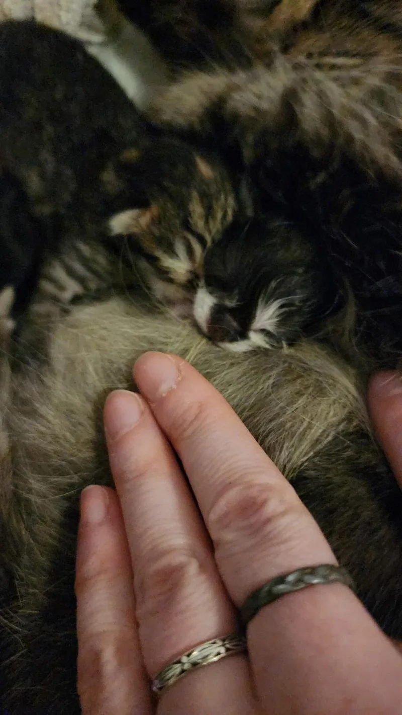 A baby small-sized female Tabby (Gray / Blue / Silver) Domestic Short Hair cat named Milly for adoption in Indianapolis, IN