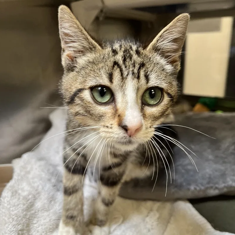 A baby small-sized male Brown / Chocolate Domestic Short Hair cat named Birch Beer for adoption in York, PA