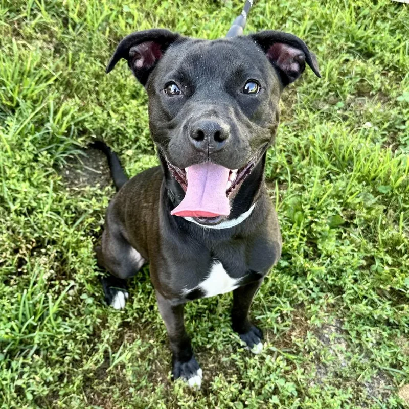 A young medium-sized male Black Mixed Breed dog named Rojo K for adoption in Union, MO