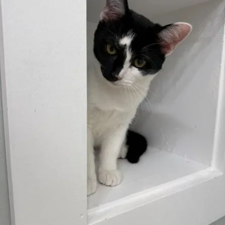 A baby medium-sized female Black & White / Tuxedo Domestic Short Hair cat named Ella for adoption in Lynchburg, VA