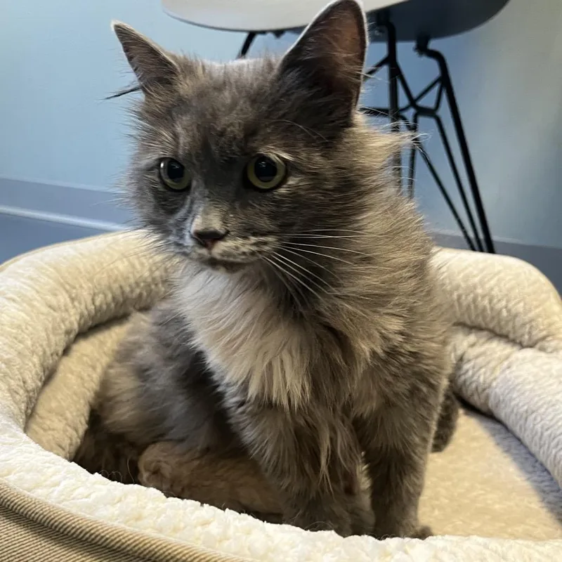 An adult medium-sized female Gray / Blue / Silver Domestic Long Hair cat named Easy for adoption in Greensboro, NC