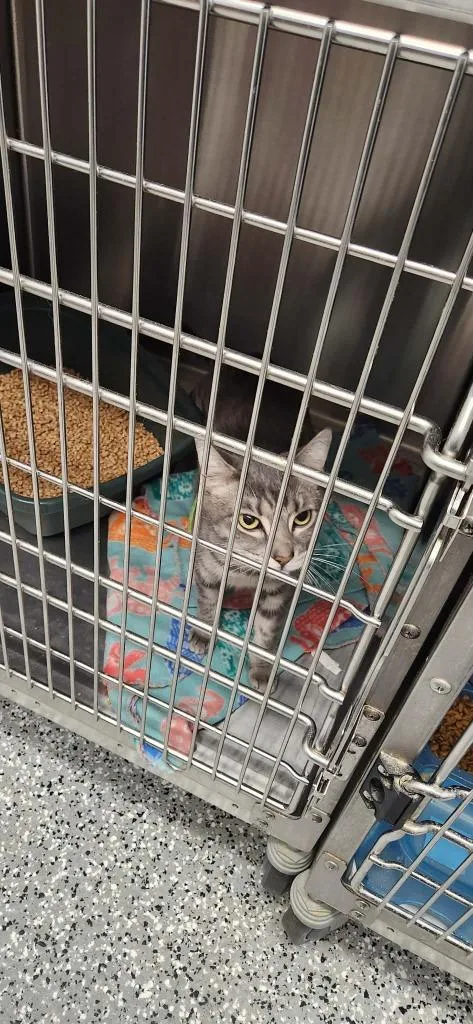 A young small-sized male Domestic Short Hair cat named Dos for adoption in Republic, MO
