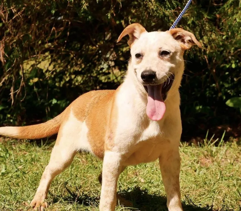 A baby medium-sized male Australian Cattle Dog / Blue Heeler dog named Biskit for adoption in Troy, AL