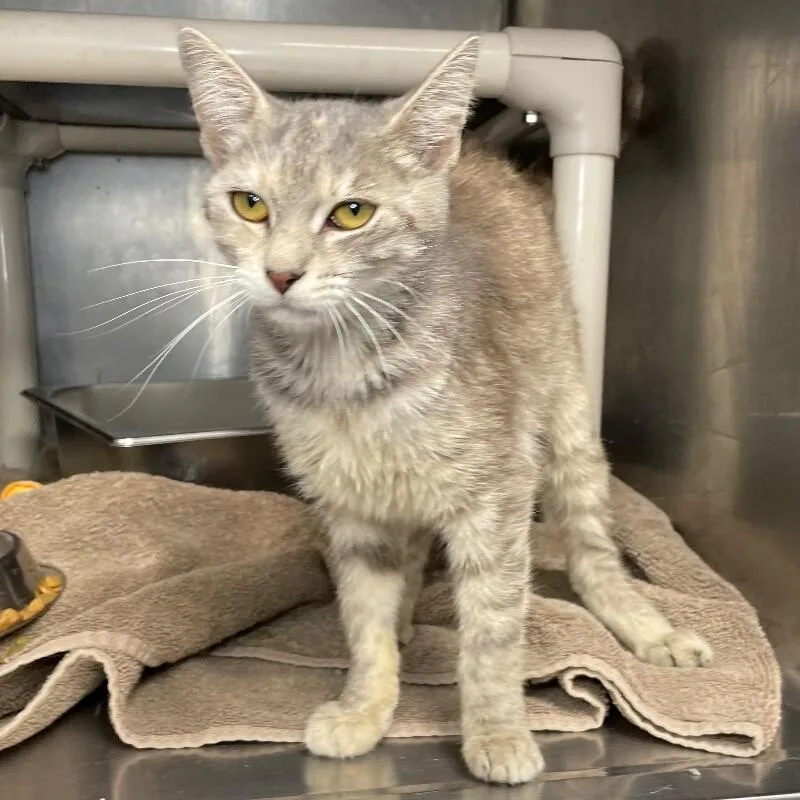 An adult medium-sized female Domestic Short Hair cat named Oakley for adoption in Roanoke, VA