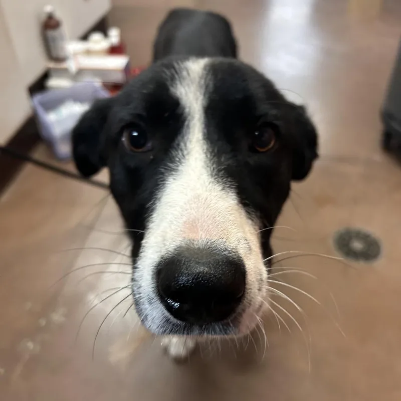 A young medium-sized male Border Collie dog named Twig for adoption in Flagstaff, AZ