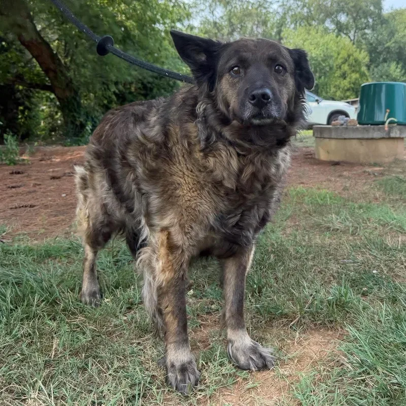 A senior medium-sized female Black Australian Shepherd dog named Lucy for adoption in Culpeper, VA