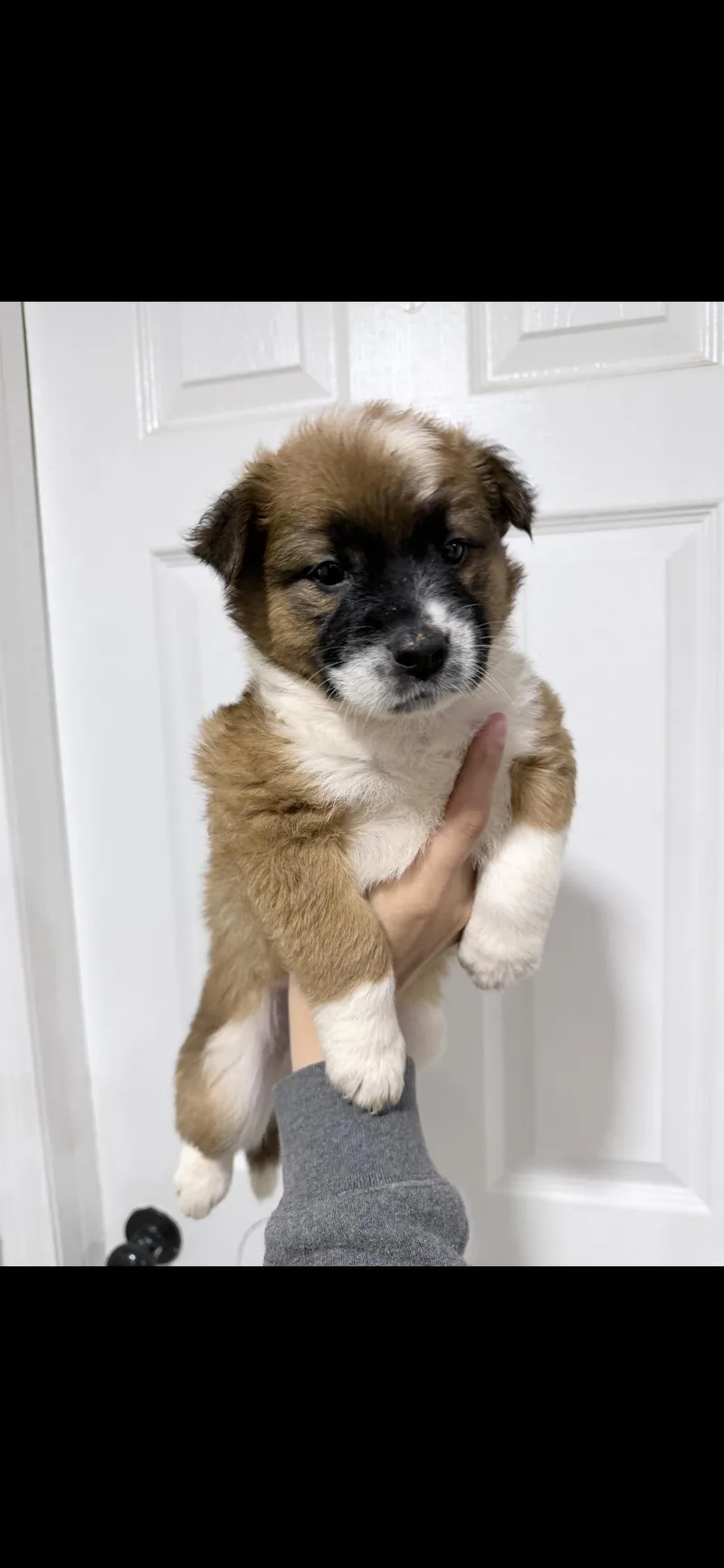 A baby small-sized female Shiba Inu dog named Ms. Gaby for adoption in Haslet, TX