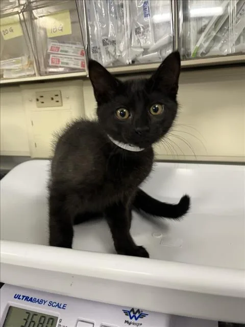 A baby small-sized male Black Domestic Short Hair cat named Motor for adoption in Woodland, CA