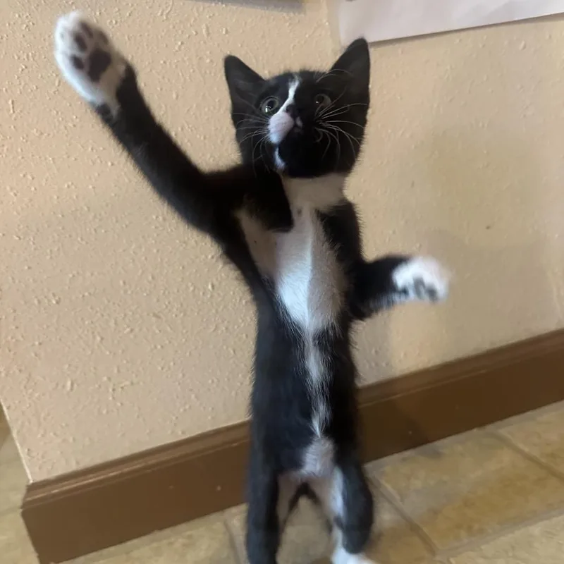 A baby small-sized female Black Domestic Short Hair cat named Athena for adoption in Springfield, MO
