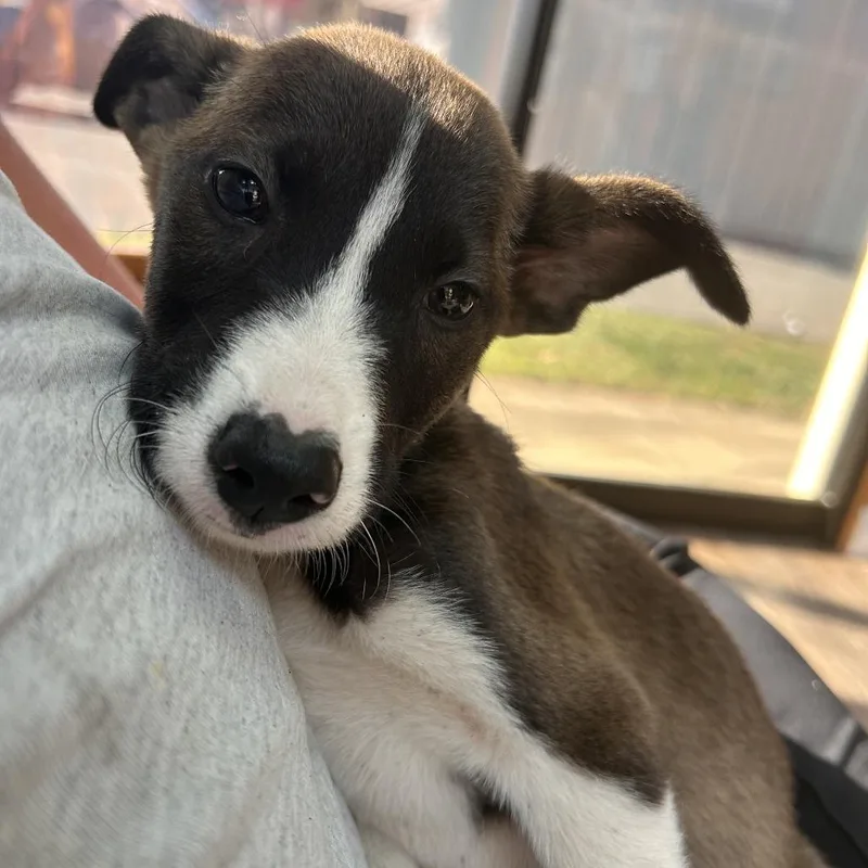 A baby medium-sized male Mixed Breed dog named NCMCStray for adoption in Mount Gilead, NC