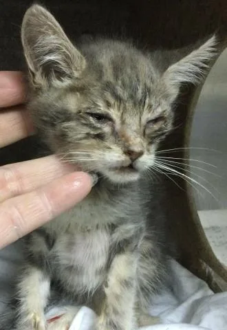A baby small-sized female Domestic Short Hair cat named Pillsbury for adoption in Riverside, CA