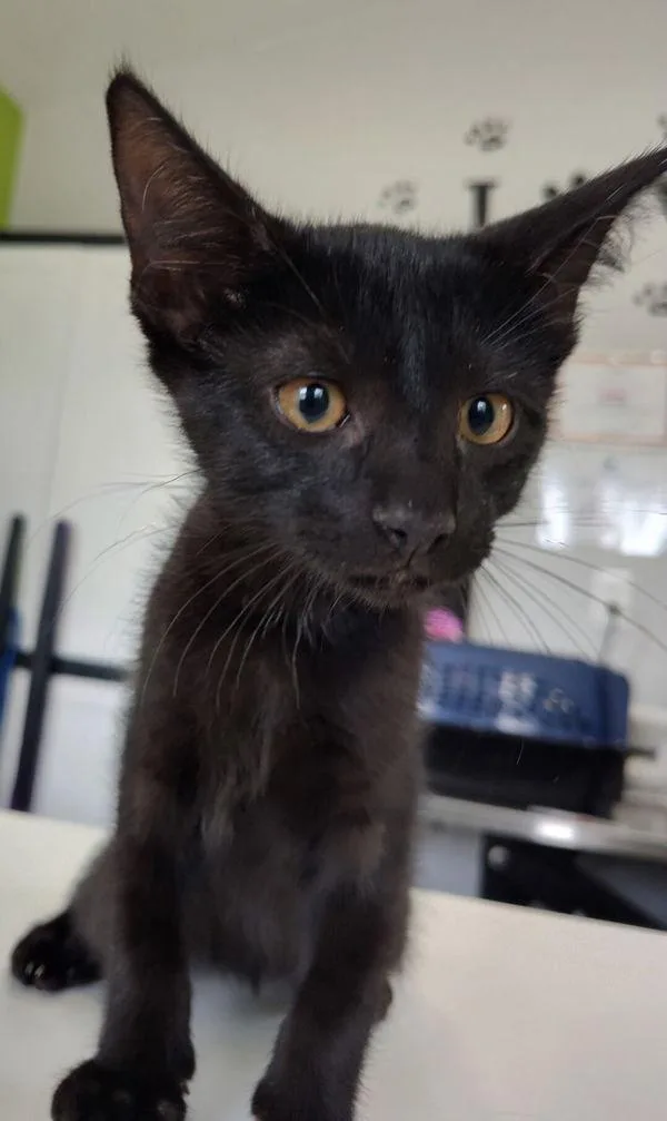 A baby small-sized male Domestic Short Hair cat named Sigil for adoption in Cleveland, TN