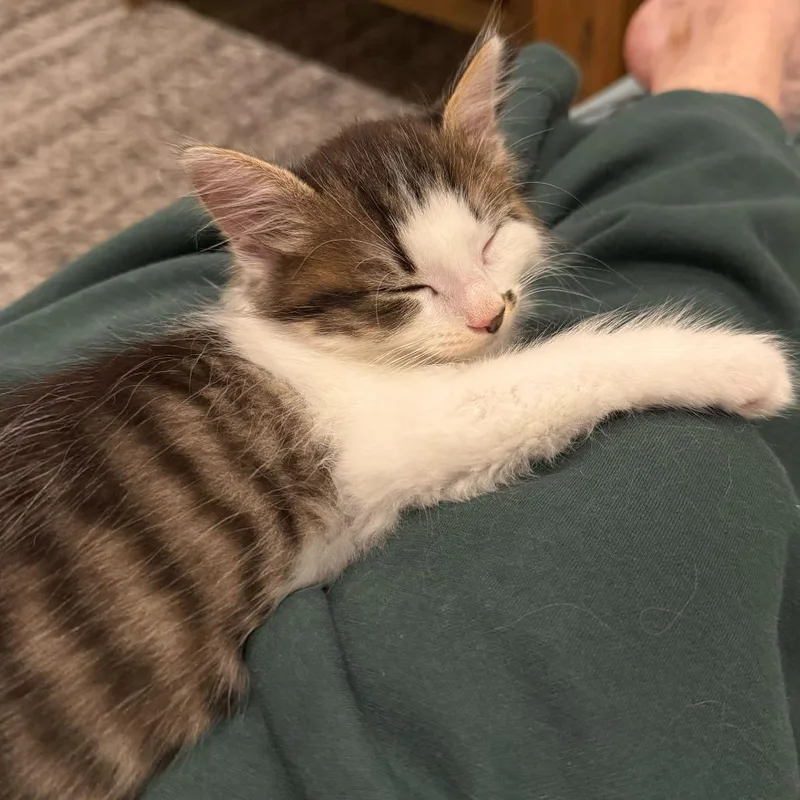 A baby small-sized female White Domestic Short Hair cat named Virginia for adoption in Escondido, CA