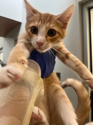 An adult large-sized male Domestic Short Hair cat named Bermuda for adoption in Washington, DC
