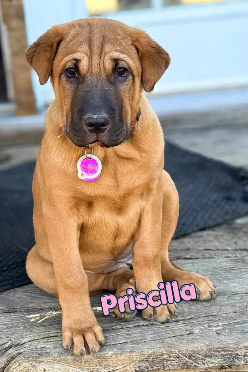 A baby large-sized female Shar-Pei dog named Priscilla for adoption in Branson, MO