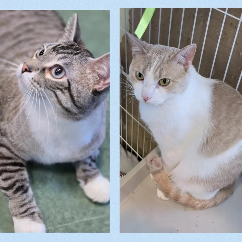 An adult medium-sized male Orange & White Domestic Short Hair cat named Marble Cake & Turtle for adoption in Mokena, IL