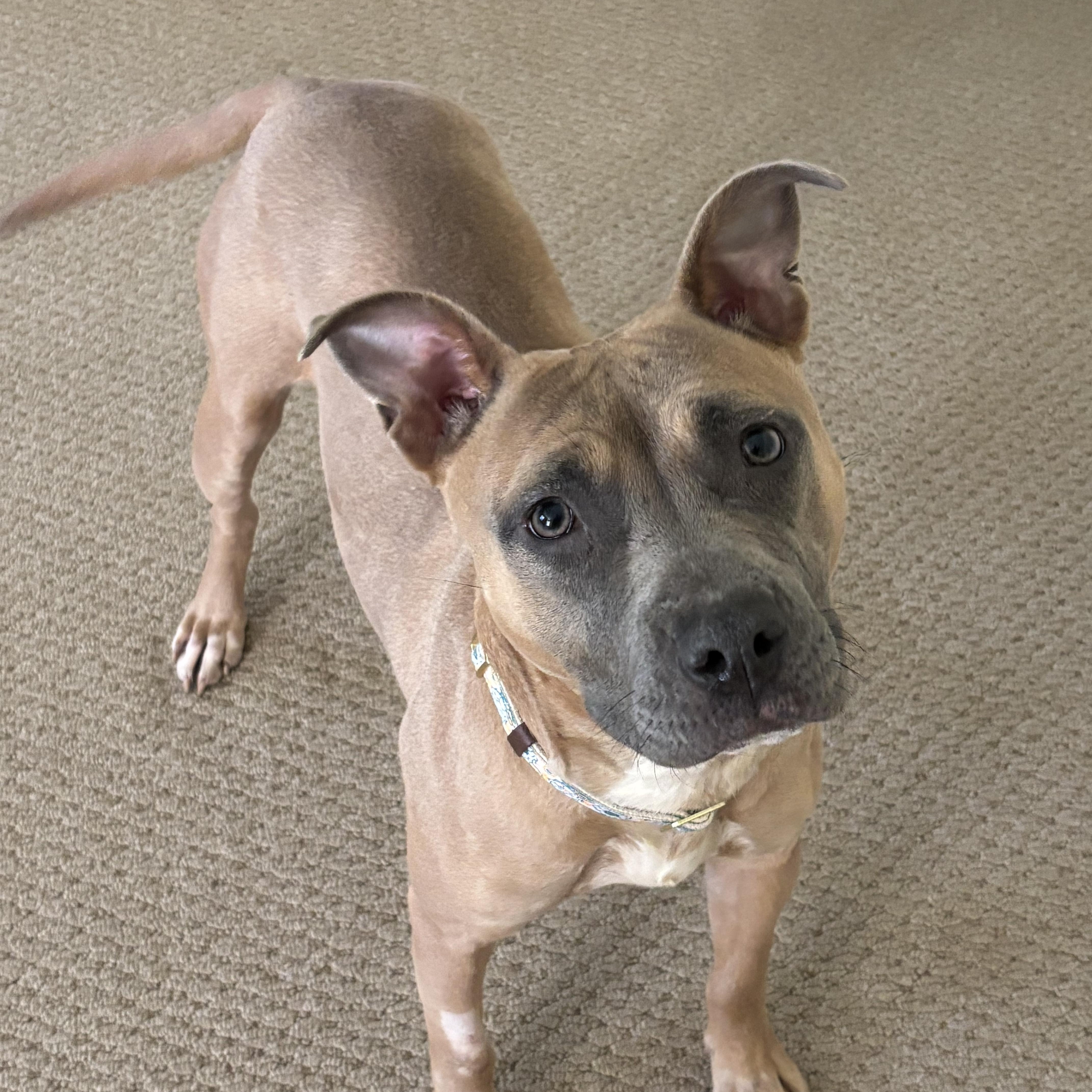 A young medium-sized female Apricot / Beige Pit Bull Terrier dog named Valkyrie for adoption in Bear, DE