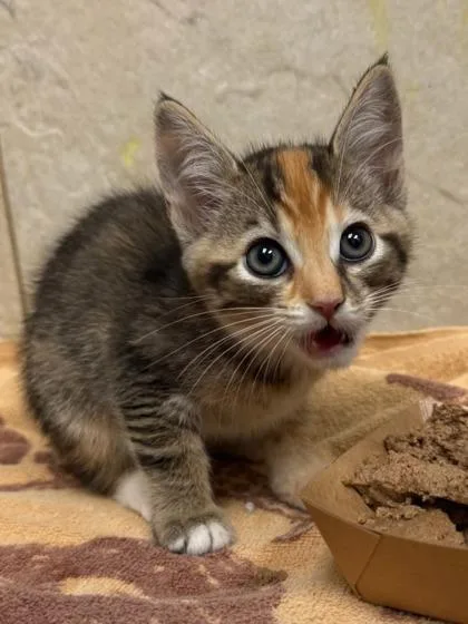 A baby small-sized female Domestic Short Hair cat named Goldie for adoption in Honolulu, HI