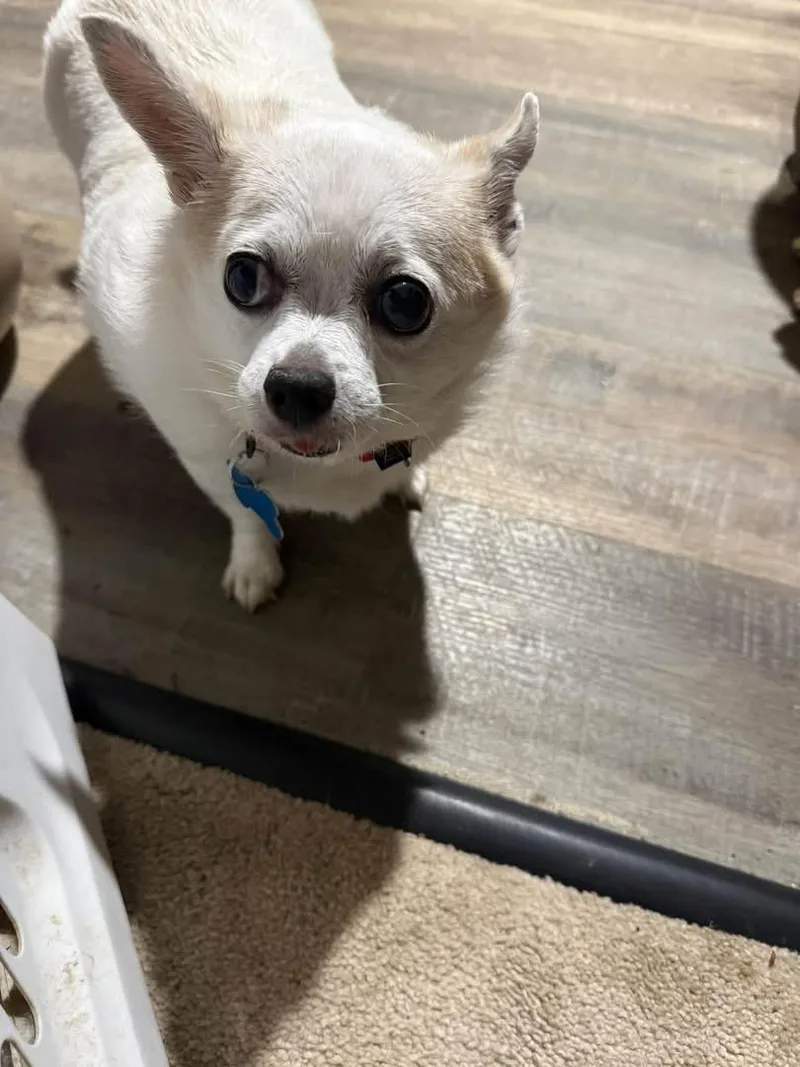 A senior small-sized female Chihuahua dog named Khloe for adoption in Wappingers Falls, NY