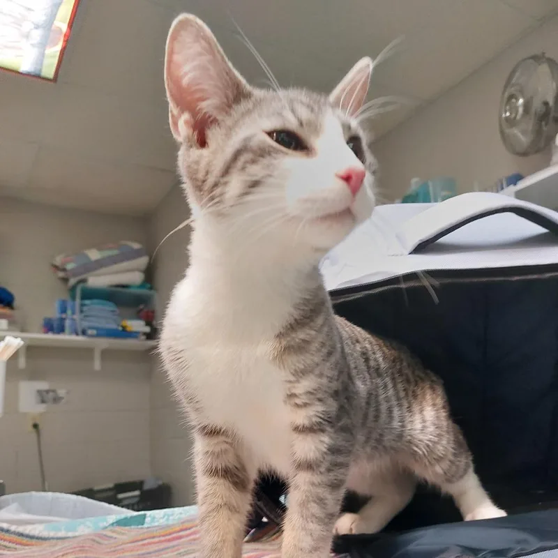 A young medium-sized male Gray / Blue / Silver Domestic Short Hair cat named Sailor for adoption in Indianapolis, IN