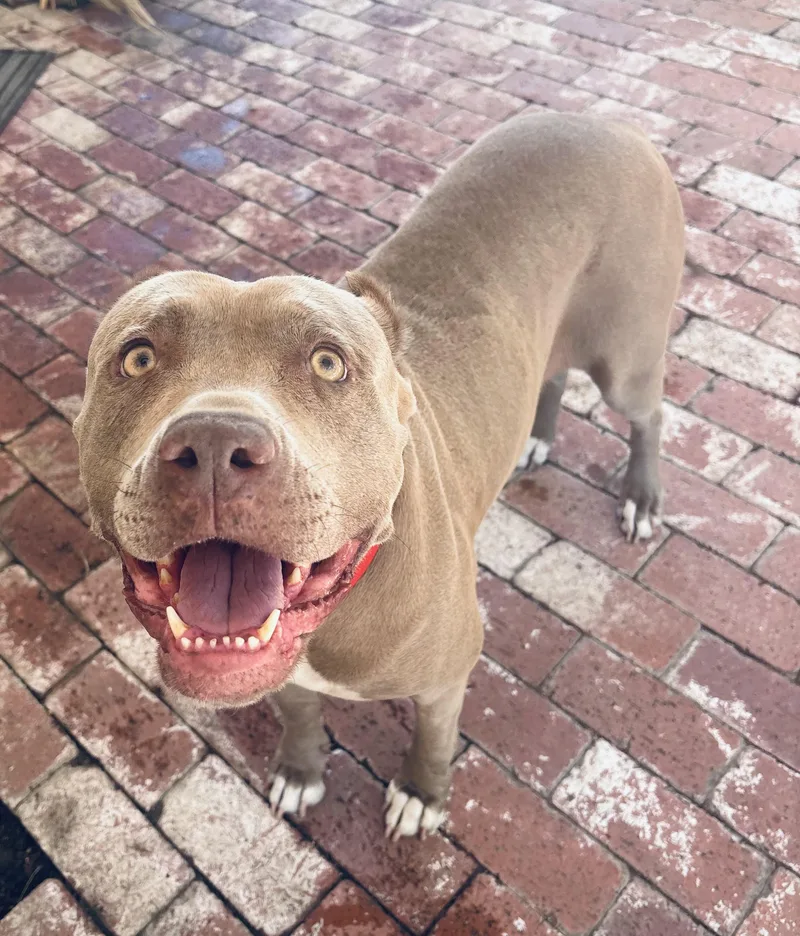 Cherry Blossom thumbnail 2