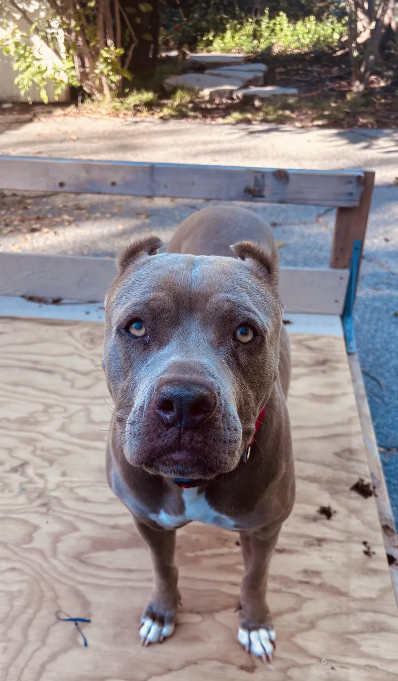 Cherry Blossom thumbnail 3