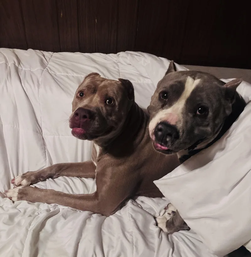 Cherry Blossom thumbnail 4