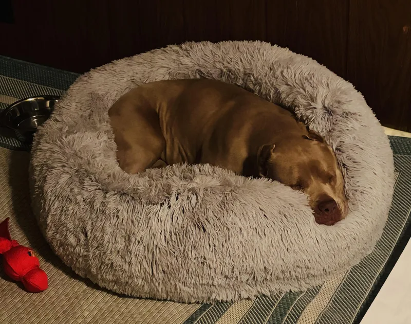 Cherry Blossom thumbnail 5