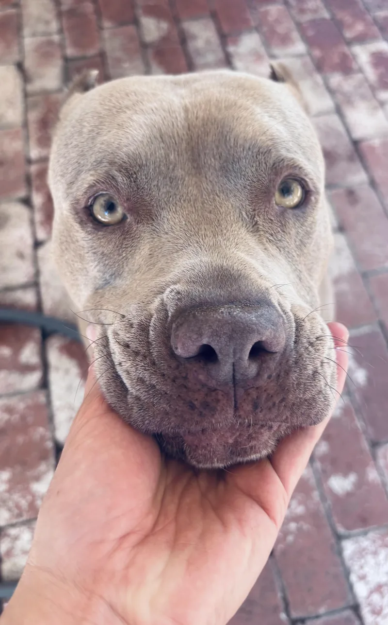 Cherry Blossom thumbnail 6