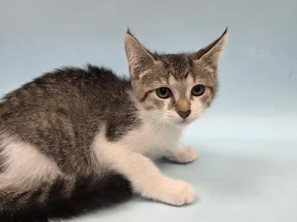 A baby small-sized female Domestic Short Hair cat named Squeak for adoption in Woodbury, MN