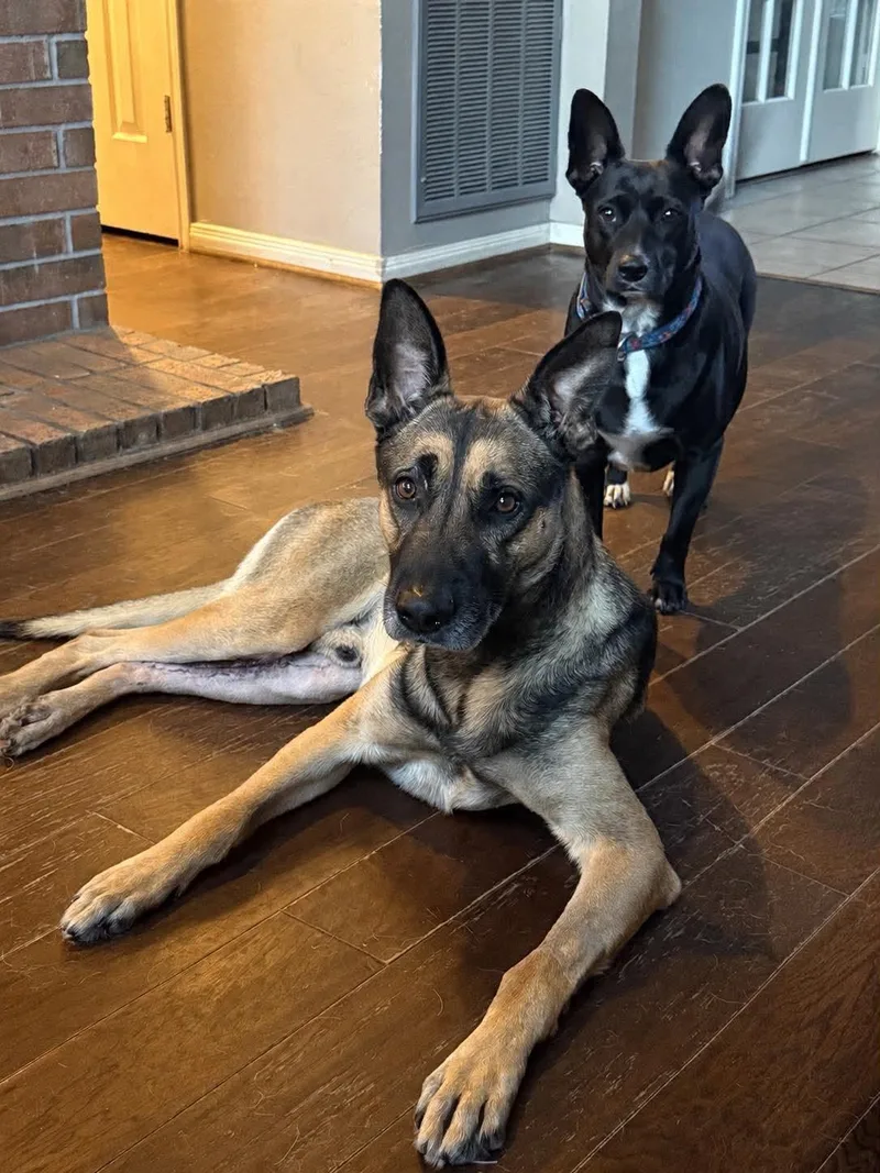 An adult large-sized male German Shepherd Dog dog named Jax Gs for adoption in Allen, TX