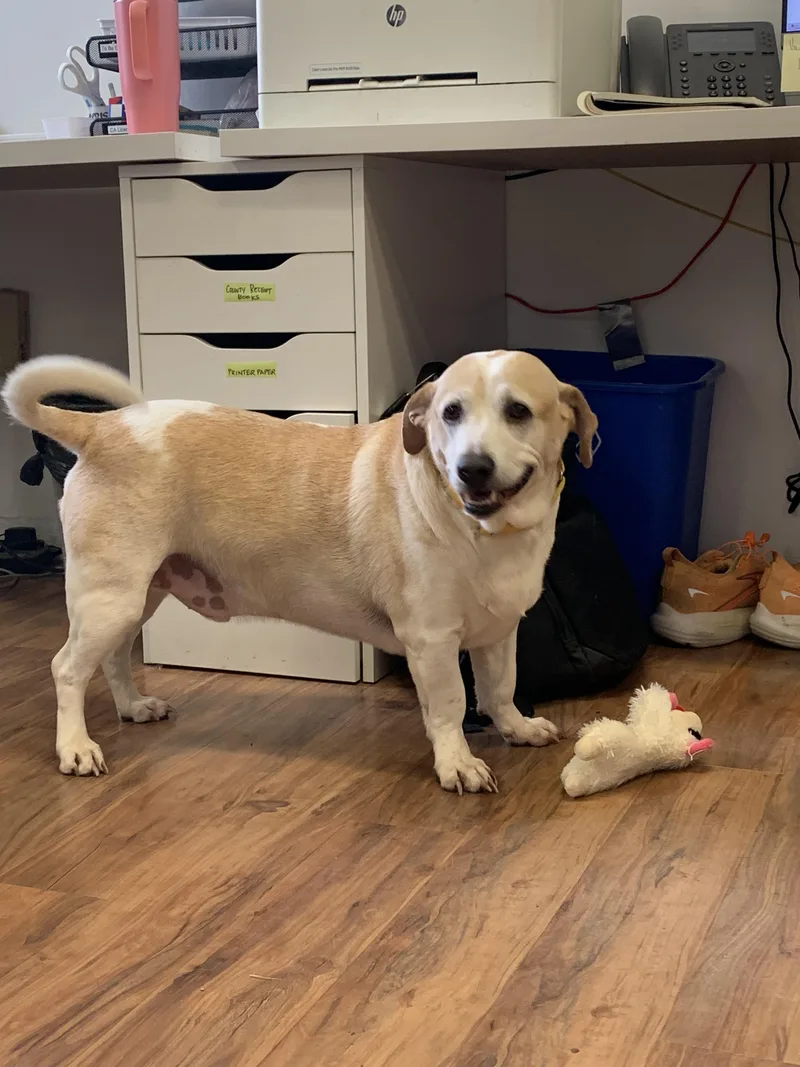 Mr. Waggles thumbnail 2