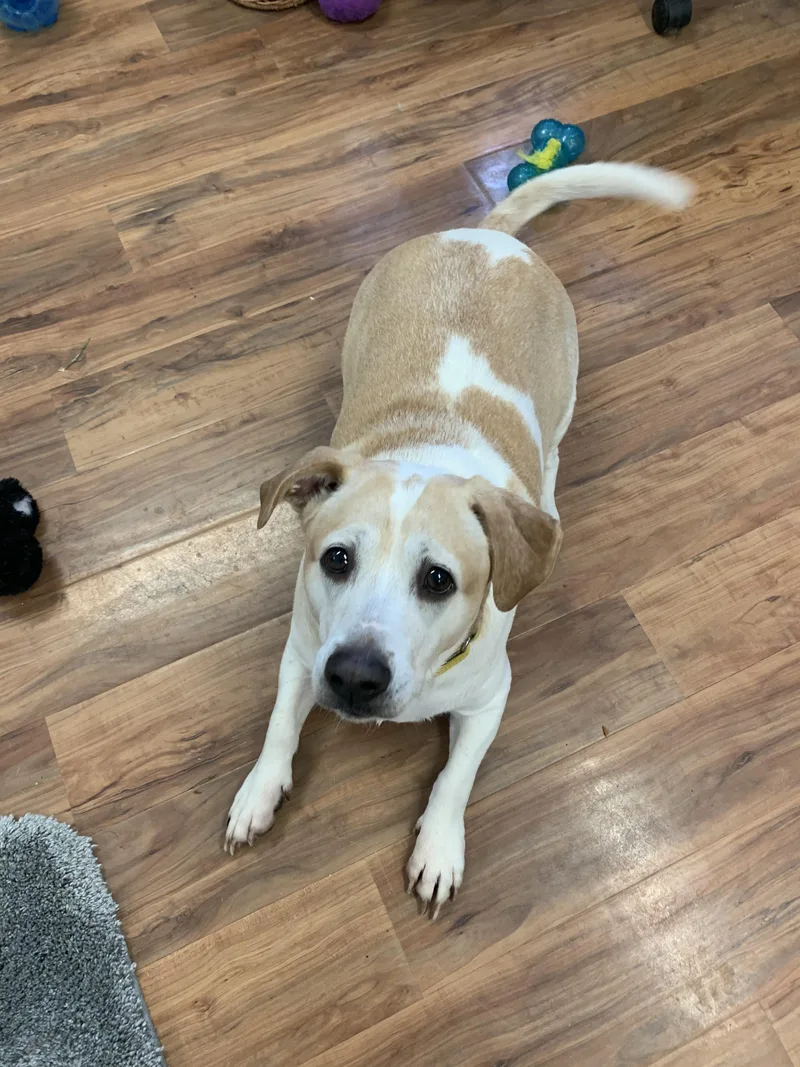 Mr. Waggles thumbnail 3