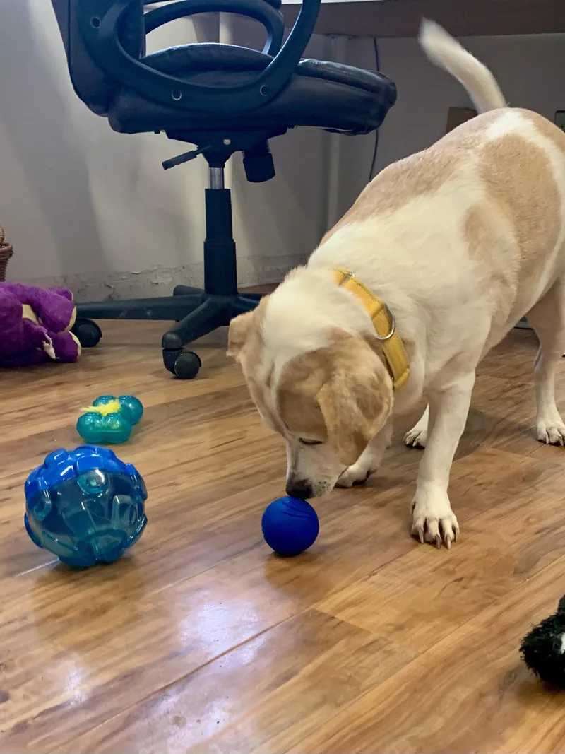 Mr. Waggles thumbnail 4