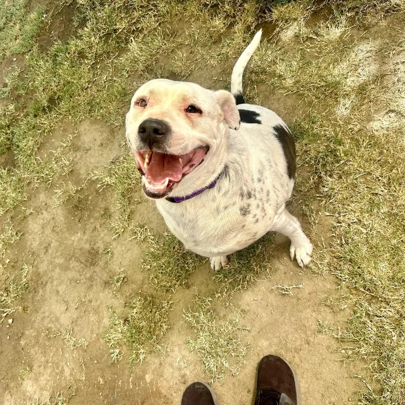 An adult large-sized female White / Cream Labrador Retriever dog named Georgie for adoption in Fresno, CA