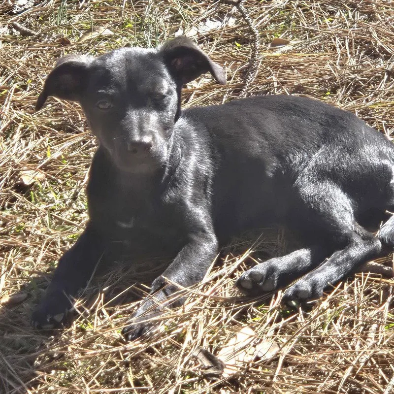 A young medium-sized female Labrador Retriever dog named Macie for adoption in Locust Grove, GA