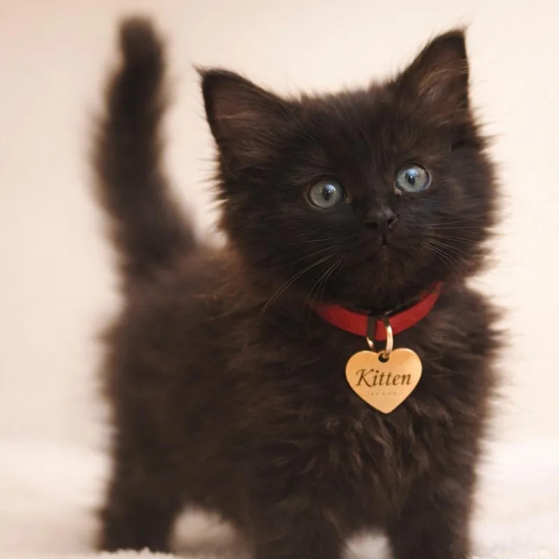 A baby small-sized male Black Domestic Long Hair cat named Cosmic for adoption in Hannibal, MO