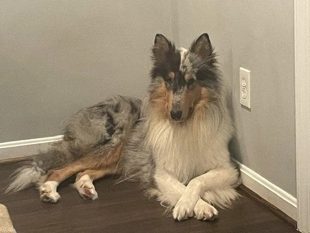 An adult large-sized male Collie dog named Blue for adoption in Chantilly, VA