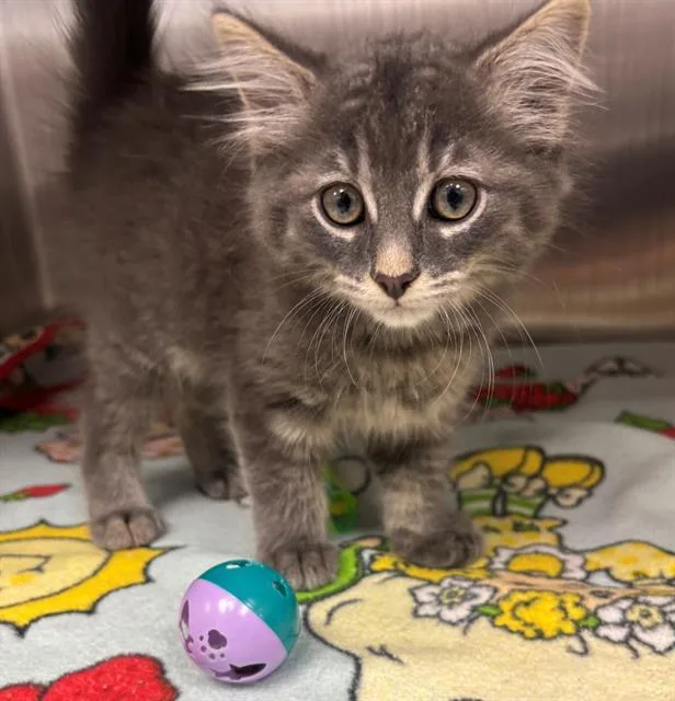 A baby small-sized male Domestic Long Hair cat named Hamburglar for adoption in Geneva, IL