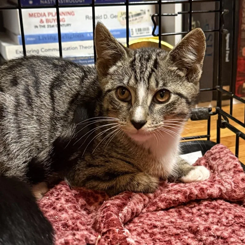 A baby small-sized male Gray / Blue / Silver Domestic Short Hair cat named Quill for adoption in Oak Hill, WV