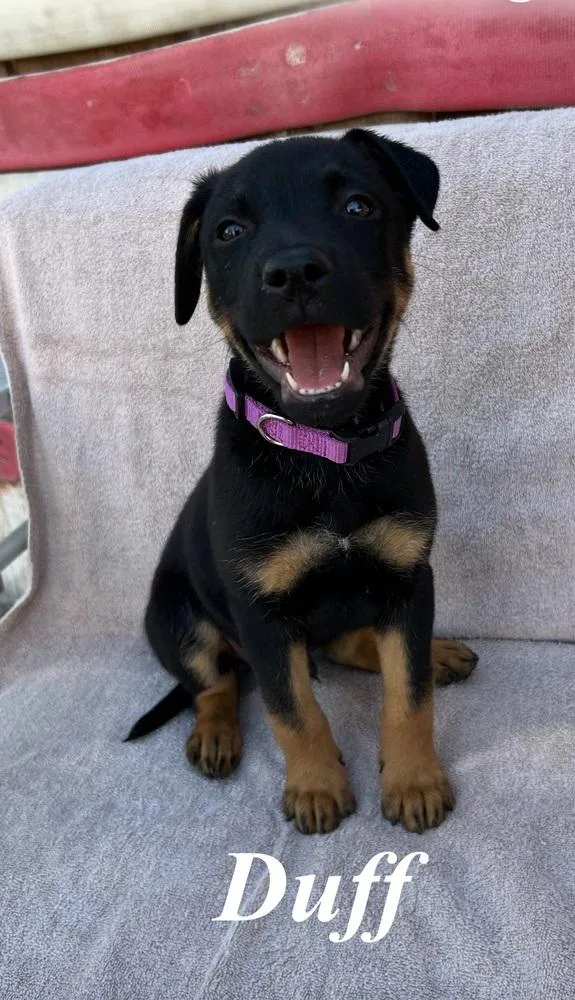A baby large-sized male Brown / Chocolate German Shepherd Dog dog named Duff for adoption in Pleasant Hill, CA