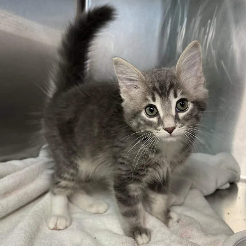 A baby medium-sized male Gray / Blue / Silver Domestic Short Hair cat named Dat Boi for adoption in Palm Springs, CA