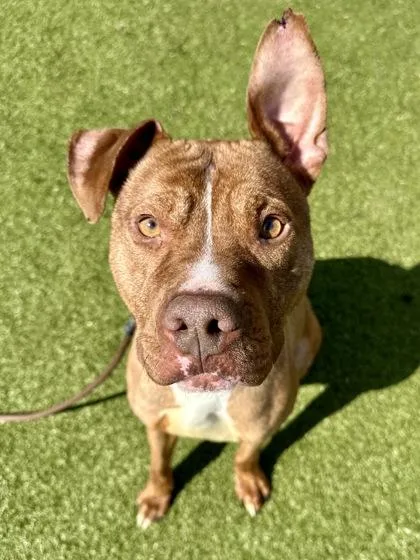 An adult medium-sized male Brown / Chocolate Mixed Breed dog named Bruno for adoption in Wichita, KS