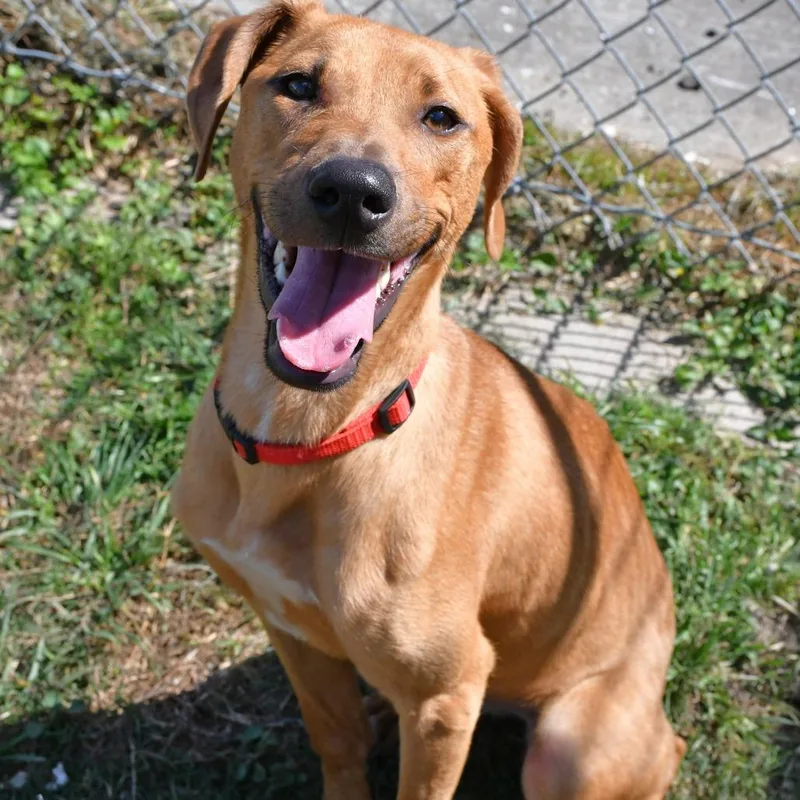 An adult medium-sized female Red / Chestnut / Orange Black Mouth Cur dog named Grace for adoption in Beaumont, TX