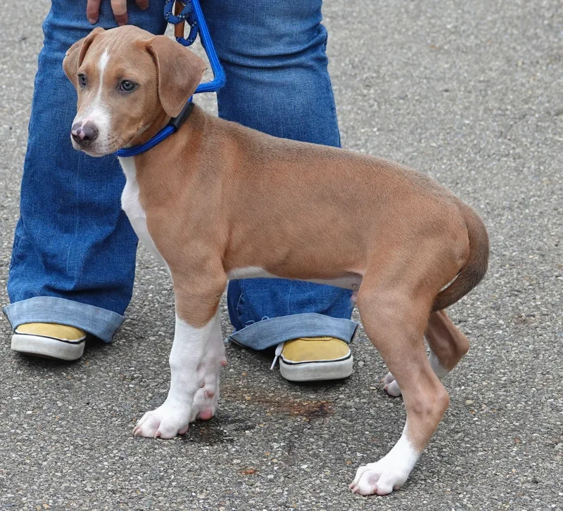 A baby medium-sized male Golden Beagle dog named Ducky for adoption in Millfield, OH