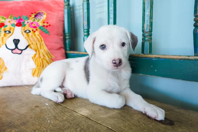 A young medium-sized female Catahoula Leopard Dog dog named Wiggles for adoption in San Antonio, TX